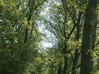 NL, Noord-Brabant, Oirschot, Baest 14, Saxifraga-Jan van der Straaten