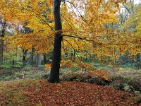 NL, Noord-Brabant, Oirschot, Landgoed Baest S of Wilhelminakanaal 5, Saxifraga-Tom Heijnen