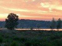 NL, Noord-Brabant, Oirschot, Landschotse Heide 18, Saxifraga-Tom Heijnen
