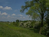 NL, Noord-Brabant, Oss, Keent 8, Saxifraga-Jan van der Straaten