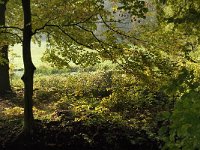 NL, Noord-Brabant, Vught, Kasteel Maurick 4, Saxifraga-Jan van der Straaten