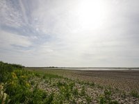 NL, Noord-Holland, Amsterdam, Polder IJdoorn 2, Saxifraga-Bart Vastenhouw