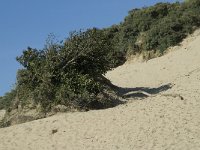 NL, Noord-Holland, Bloemendaal, Zuid Kennemerland 9, Saxifraga-Willem van Kruijsbergen