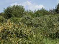 NL, Noord-Holland, Castricum, Noordhollands duinreservaat 7, Saxifraga-Willem van Kruijsbergen