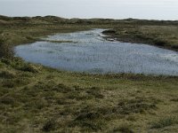 NL, Noord-Holland, Texel, Bollekamer 13, Saxifraga-Jan van der Straaten