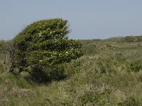 NL, Noord-Holland, Texel, Bollekamer 27, Saxifraga-Jan van der Straaten