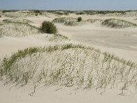 NL, Noord-Holland, Texel, De Hors 10, Saxifraga-Jan van der Straaten