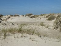 NL, Noord-Holland, Texel, De Hors 49, Saxifraga-Willem van Kruijsbergen