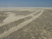 NL, Noord-Holland, Texel, De Hors 7, Saxifraga-Jan van der Straaten