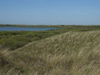 NL, Noord-Holland, Texel, De Horsmeertjes 4, Saxifraga-Willem van Kruijsbergen