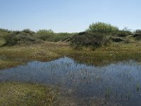 NL, Noord-Holland, Texel, De Horsmeertjes 9, Saxifraga-Willem van Kruijsbergen