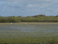 NL, Noord-Holland, Texel, De Muy 12, Saxifraga-Willem van Kruijsbergen