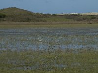 NL, Noord-Holland, Texel, De Muy 18, Saxifraga-Willem van Kruijsbergen