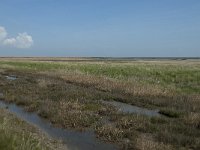 NL, Noord-Holland, Texel, De Schorren 4, Saxifraga-Willem van Kruijsbergen