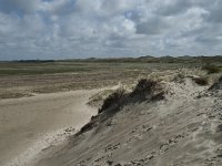 NL, Noord-Holland, Texel, De Slufter 85, Saxifraga-Willem van Kruijsbergen