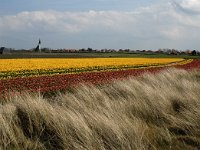 NL, Noord-Holland, Texel, Den Hoorn 3, Saxifraga-Piet Munsterman