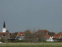 NL, Noord-Holland, Texel, Den Hoorn 4, Saxifraga-Willem van Kruijsbergen