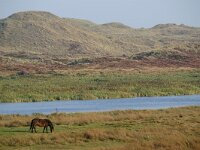 NL, Noord-Holland, Texel, Duinen Groote Vlak-Loodmansduin 1, Foto Fitis-Sytske Dijksen