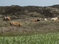 NL, Noord-Holland, Texel, Groote Vlak 5, Saxifraga-Willem van Kruijsbergen