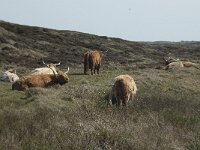 NL, Noord-Holland, Texel, Groote Vlak 6, Saxifraga-Willem van Kruijsbergen