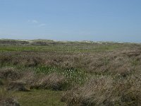 NL, Noord-Holland, Texel, Groote Vlak 8, Saxifraga-Willem van Kruijsbergen