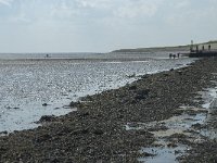 NL, Noord-Holland, Texel, Het Noorden 6, Saxifraga-Willem van Kruijsbergen