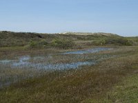 NL, Noord-Holland, Texel, Kreeftepolder 2, Saxifraga-Willem van Kruijsbergen