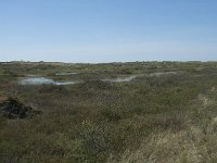 NL, Noord-Holland, Texel, Kreeftepolder 3, Saxifraga-Willem van Kruijsbergen