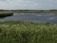 NL, Noord-Holland, Texel, Waal en Burg 11, Saxifraga-Jan van der Straaten