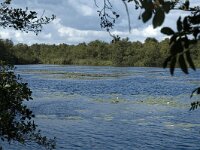 NL, Noord-Holland, Wijdemeren, s-Graveland, Het Hol 1, Saxifraga-Marijke Verhagen