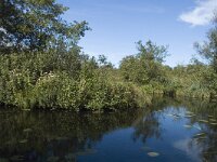 NL, Noord-Holland, Wijdemeren, s-Graveland, Het Hol 3, Saxifraga-Marijke Verhagen