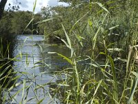 NL, Noord-Holland, Wijdemeren, s-Graveland, Het Hol 5, Saxifraga-Marijke Verhagen