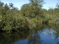 NL, Noord-Holland, Wijdemeren, s-Graveland, Het Hol 6, Saxifraga-Marijke Verhagen