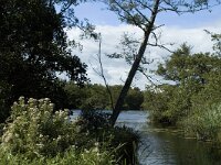 NL, Noord-Holland, Wijdemeren, s-Graveland, Het Hol 9, Saxifraga-Jan van der Straaten