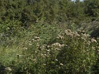 NL, Noord-Holland, Wijdemeren, s-Graveland, Kromme Rade 1, Saxifraga-Marijke Verhagen