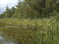NL, Noord-Holland, Wijdemeren, s-Graveland, Kromme Rade 10, Saxifraga-Jan van der Straaten