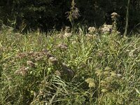 NL, Noord-Holland, Wijdemeren, s-Graveland, Kromme Rade 13, Saxifraga-Marijke Verhagen