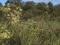 NL, Noord-Holland, Wijdemeren, s-Graveland, Kromme Rade 14, Saxifraga-Marijke Verhagen