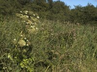 NL, Noord-Holland, Wijdemeren, s-Graveland, Kromme Rade 15, Saxifraga-Marijke Verhagen