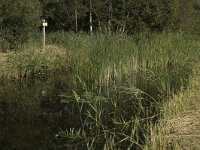 NL, Noord-Holland, Wijdemeren, s-Graveland, Kromme Rade 18, Saxifraga-Jan van der Straaten