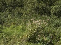 NL, Noord-Holland, Wijdemeren, s-Graveland, Kromme Rade 4, Saxifraga-Marijke Verhagen