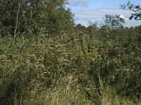 NL, Noord-Holland, Wijdemeren, s-Graveland, Kromme Rade 5, Saxifraga-Marijke Verhagen