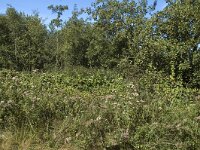 NL, Noord-Holland, Wijdemeren, s-Graveland, Kromme Rade 6, Saxifraga-Jan van der Straaten