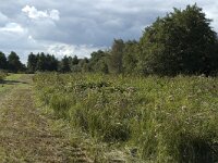 NL, Noord-Holland, Wijdemeren, s-Graveland, Kromme Rade 8, Saxifraga-Jan van der Straaten