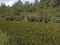 NL, Noord-Holland, Wijdemeren, s-Graveland, Kromme Rade 9, Saxifraga-Jan van der Straaten