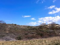 NL, Noord-Holland, Zandvoort, Amsterdamse Waterleidingduinen 3, Saxifraga-Bart Vastenhouw