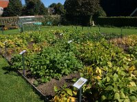 NL, Utrecht, Utrechtse Heuvelrug, Amerongen 5, Saxifraga-Foto Fitis-Sytske Dijksen