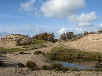 NL, Zeeland, Schouwen-Duiveland, Het Zeepe 1, Saxifraga-Jan van der Straaten