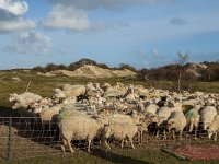 NL, Zeeland, Schouwen-Duiveland, Het Zeepe 17, Saxifraga-Jan van der Straaten