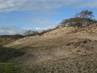 NL, Zeeland, Schouwen-Duiveland, Het Zeepe 19, Saxifraga-Jan van der Straaten